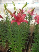 [4042 Cigalon No101.JPG]